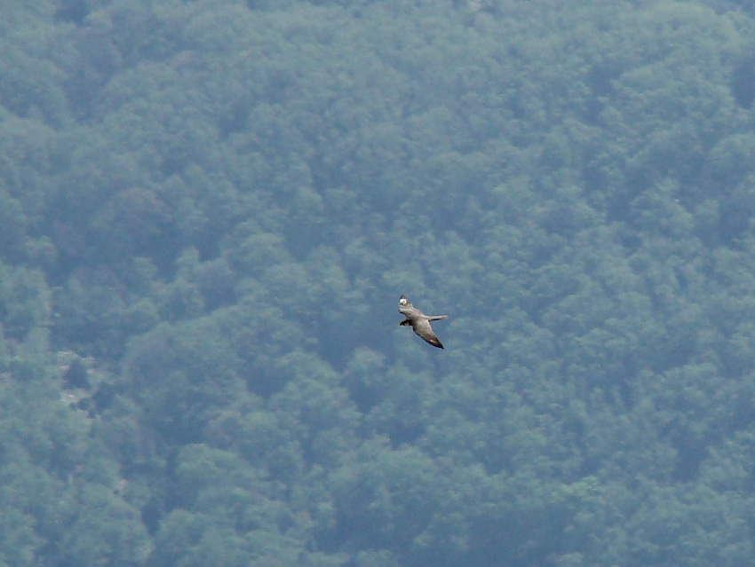 Identificazione rapace